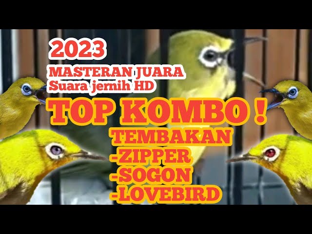 TOP KOMBO MASTERAN PLECI KOMBINASI TEMBAKAN ZIPPER MIX SOGON DAN LOVEBIRD class=