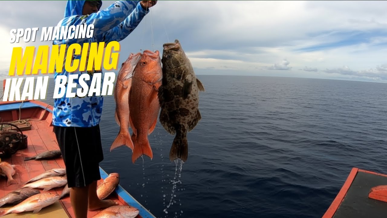 IKAN BESAR LAUT LEPAS BIKIN NGURAS TENAGA