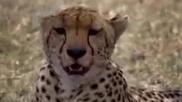 Cheetahs and Snakes Hunt in the African Wild | BBC Studios