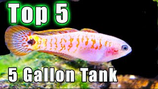 YES! You Can Keep ONE of These AMAZING Fish in a 5 Gallon! 5 Options!