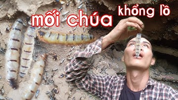 Đi đào mối chúa trong tổ mối khổng lồ|@PhúchoangdãVlog