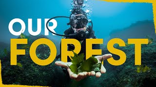 Our Kelp Forest Has Sprung to Life!  here’s how we did it