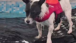 Dotty's new obsession! Swimming! (Morning out at Soggy Dogz, Lincoln).