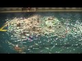 Como Nuoto - Albaro Nervi, ecco gli highlights!