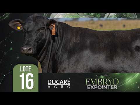 LOTE 16 - Ducaré Agro - ANAMÉLIA FIV M304 - 2º Leilão EMBRYO Expointer