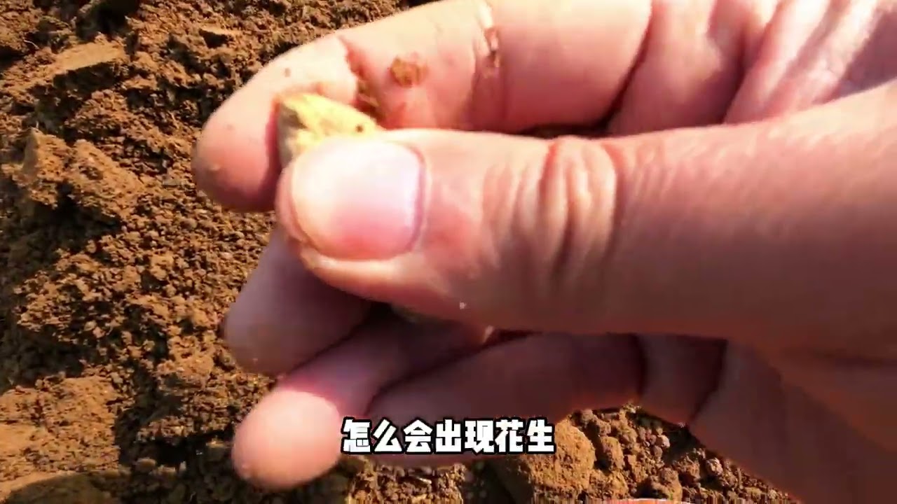 Spooky! Mysterious Radish Hole in the Basement Emerges for No Reason