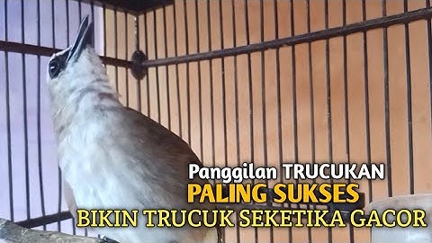Trucuk BETINA memanggil Jantan Suara Birahi Ngecuplik 100% pancingan trucukan gacor agar BUNYI EMOSI