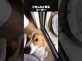 イタズラしたらちゃんと謝るコーギー #コーギー #犬