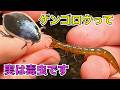 実は有毒!ゲンゴロウに咬まれてみた