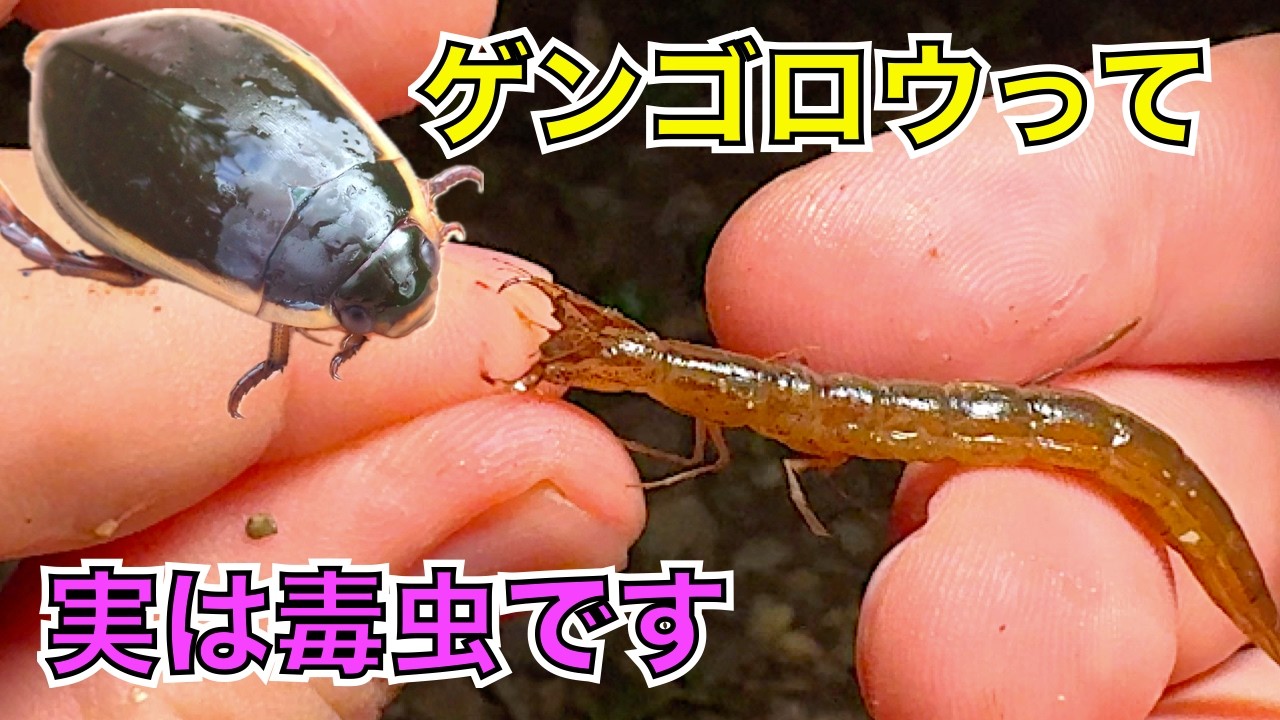実は有毒!ゲンゴロウに咬まれてみた