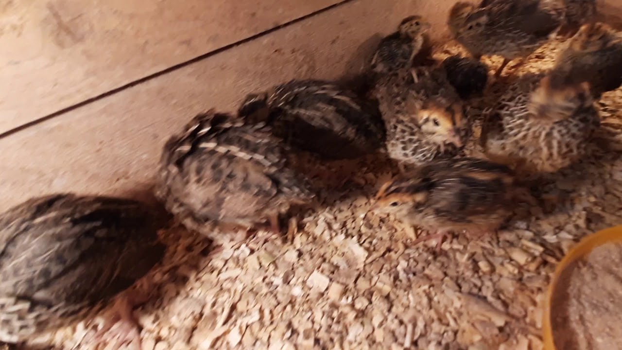 Japonské křepelky, vlastní odchov z lihně.