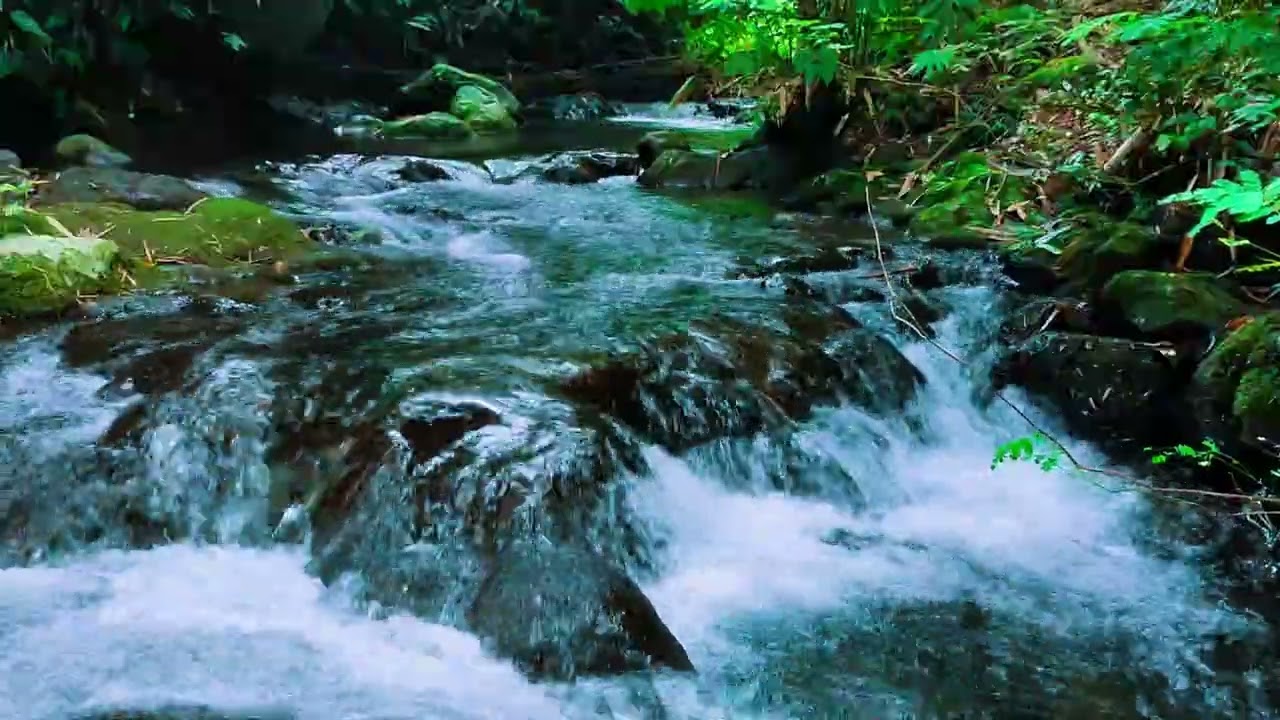3 Hours Relaxing River Sounds & Bird Songs – Forest Ambience for Sleep, Study & Zen