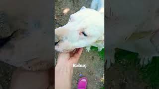 Koçum Benim Çe Öpek Şfet