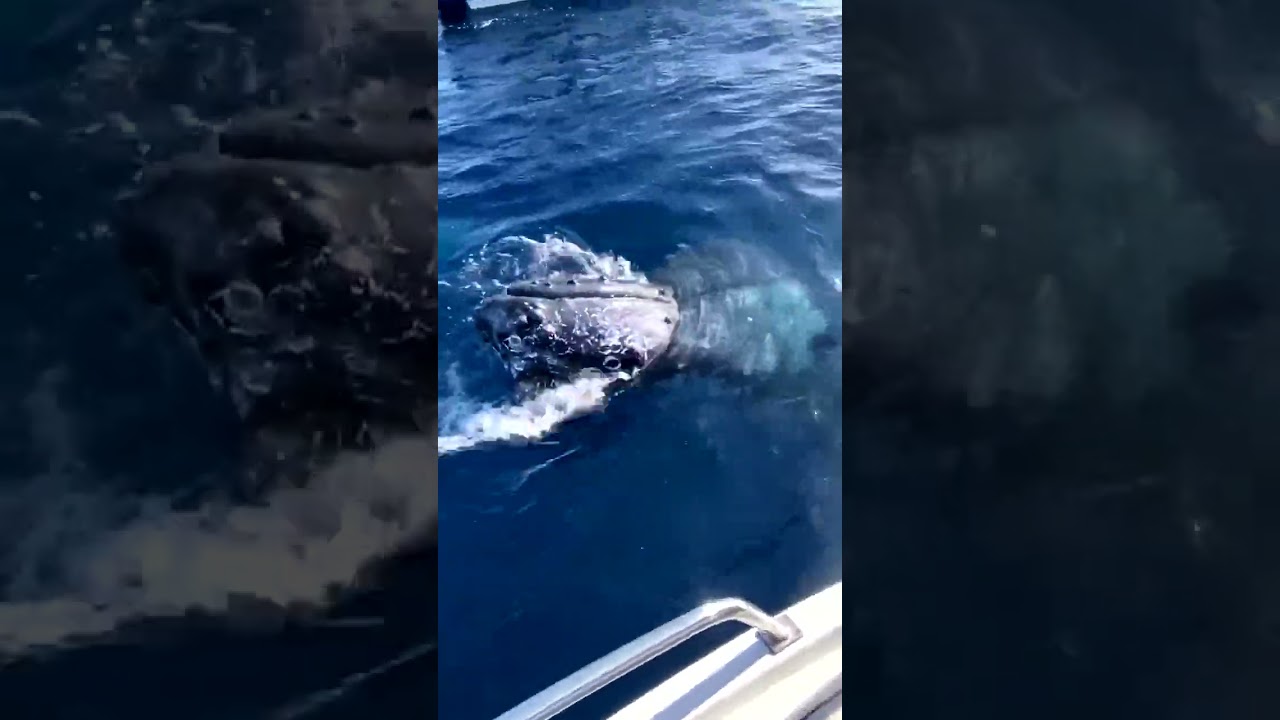 Biomusic § Whale song in music