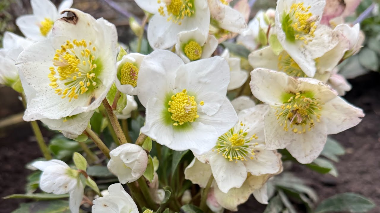 ХВОЙНІ НЕВИБАГЛИВІ РОСЛИНИ В МОЛОДОМУ ЗИМОВОМУ САДУ | ПРАВИЛЬНА ПОСАДКА ЧЕМЕРНИКА/ МОРОЗНИКА🌿