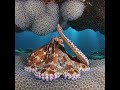 From Love to Life: Octopus Reproduction