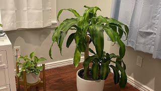 How To Rescue a Dracaena/Corn Plant   #Shortvideo
