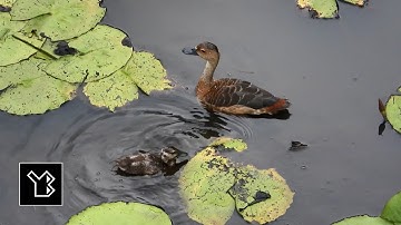 Lesser whistling duck and baby at Beddagana Wetland Park - video 2