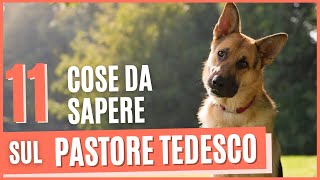 Pastore tedesco 11 curiosità | Cose da sapere prima di prendere un pastore tedesco | Pro e contro