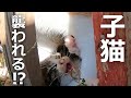 子猫が母猫に襲われる⁉子猫は必死に抵抗するが