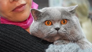 British Shorthair  Saori   MOSTRA FELINA RDS STADIUM