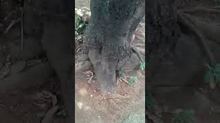 Vídeo Mostrando A Raiz Do Pé De Manga Tanto Que Cresceu