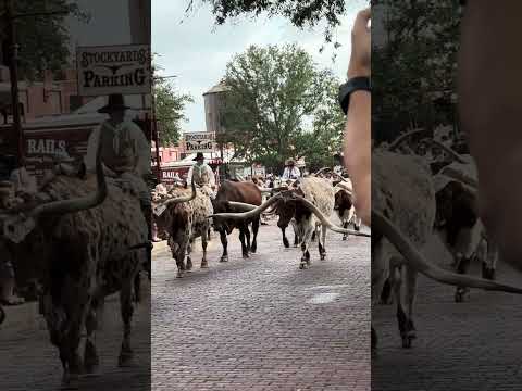 Texas Longhorns at The Fort Worth Stockyard