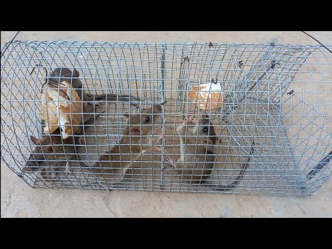 Video cách làm bẫy chuột tự động đơn giản hiệu quả Minh Ngọc... - youtube