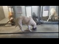 TOP Yens : Dinner timenow my pets US