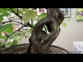 Akron canton bonsai societys june 2016 exhibit