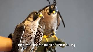 Peregrine Falcon: Evolution Of A Hunter