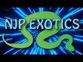 NJP EXOTICS 2026