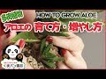 アロエの増やし方・育て方・多肉植物【くまパン園芸】