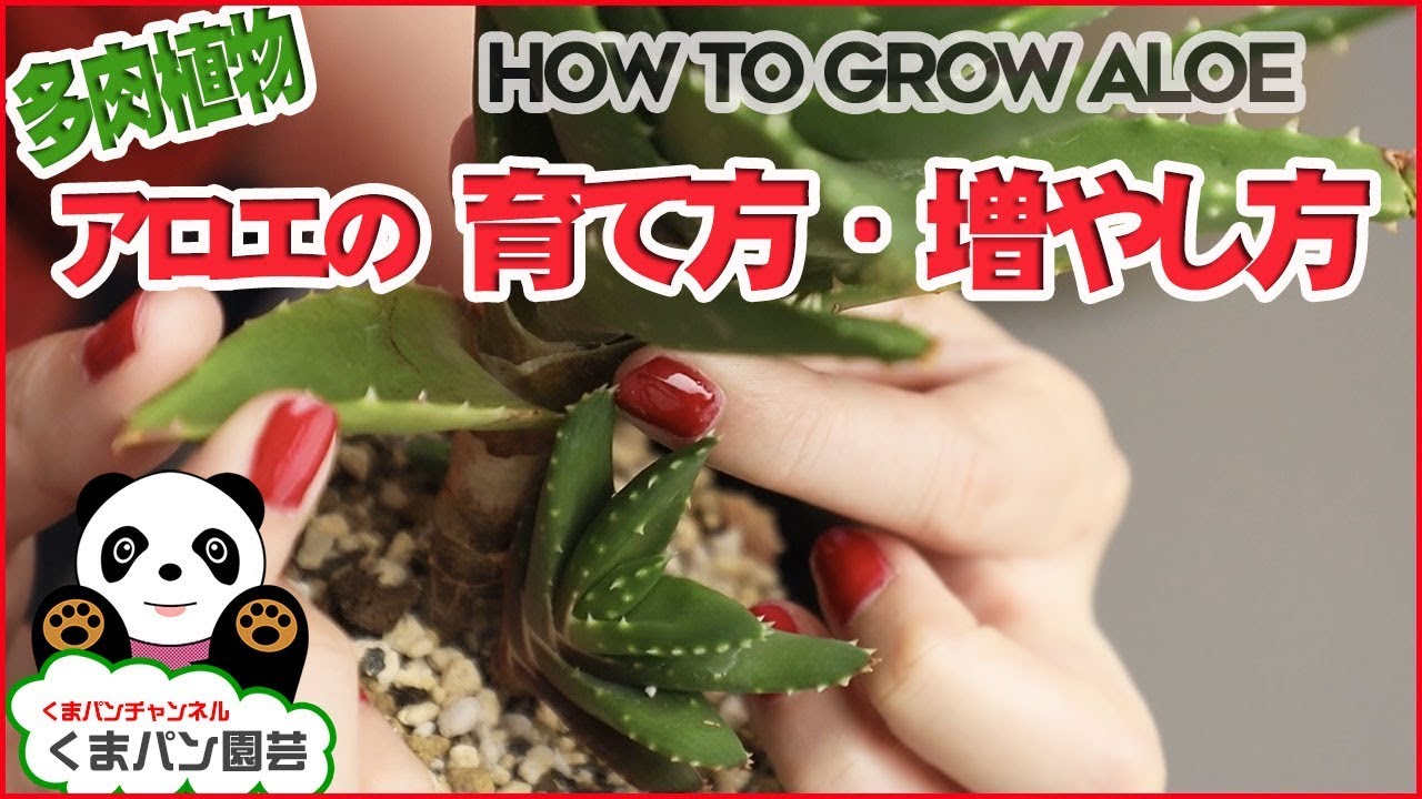 How To Grow Aloe Kumapan Botanical Youtube