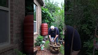The Coolest Houseplant You Didn't Know You Needed, The Queensland Bottle Tree