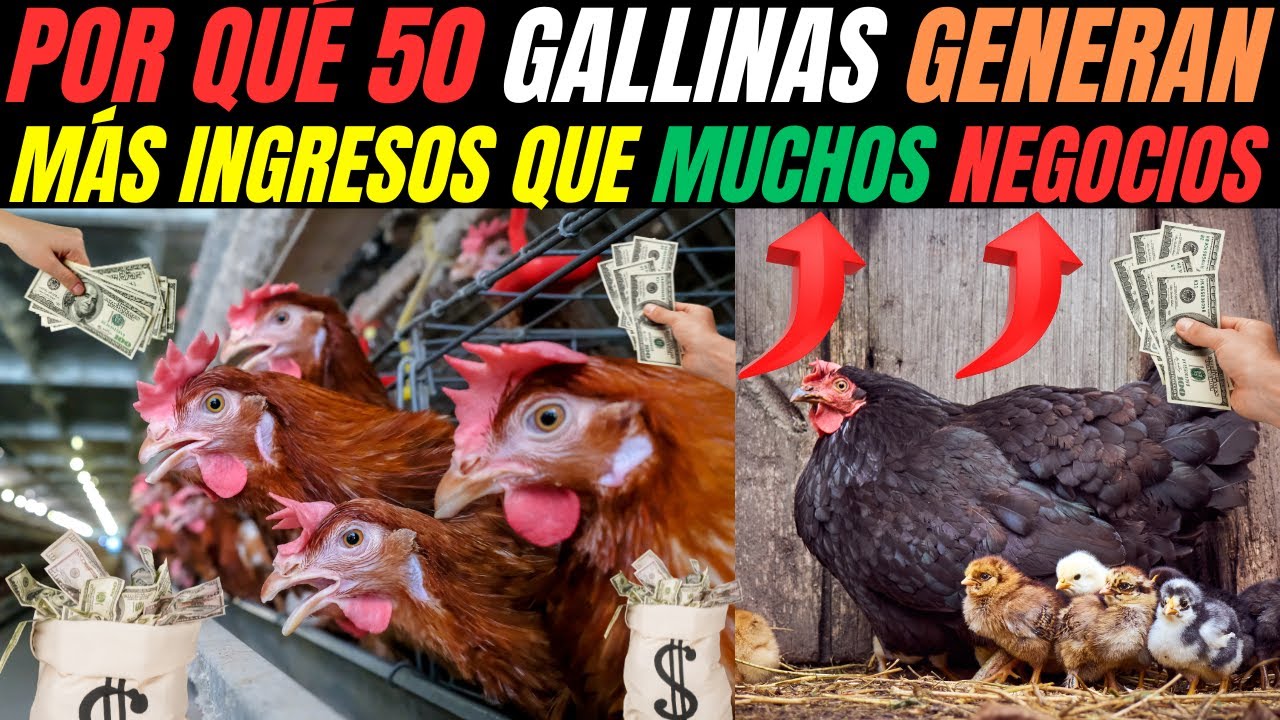 WHY 50 hens generate MORE income than many businesses