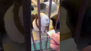 SKIP THE ANIMAL CAFES. Go here instead!