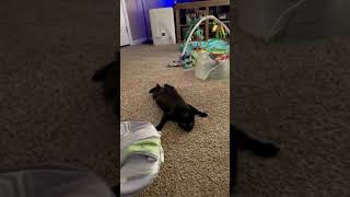 Cat Crawls Weirdly Across Carpeted Floor - 1203603