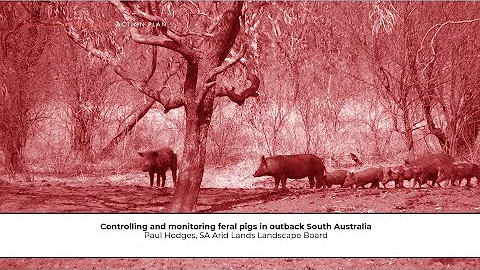 Controlling and monitoring feral pigs in outback South Australia - Paul Hodges, forum March 2023