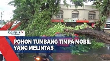 Pohon Tumbang Timpa Mobil Yang Melintas