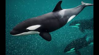 Ultimate Ocean Simulator All Playables