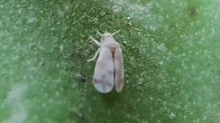 An Adult Whitefly
