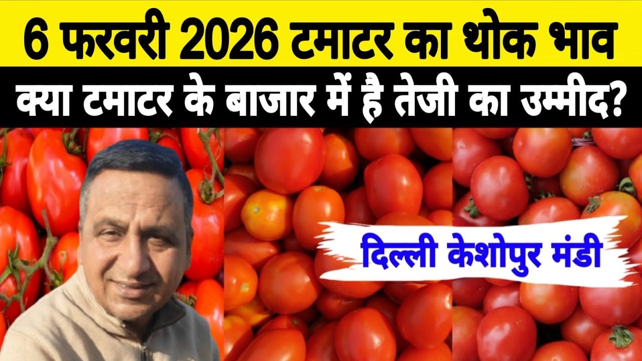 6 Feb 2026 Delhi 🍅 टमाटर होलसेल भाव | Keshopur Mandi | Today Tomato Rate 