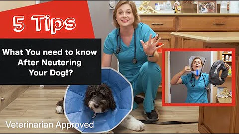 Caring for your dog after Neutering them?  | 5 Tips - Veterinarian approved - DayDayNews