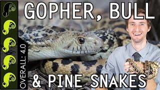 Gopher, Bull, & Pine Snake, The Best Pet Snake?