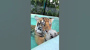 Tiger Loves To Sit In The Water Nouman Hassan 