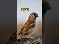 2023 Sparrow and 5000bce sparrow #animals #sparrow #shortvideo