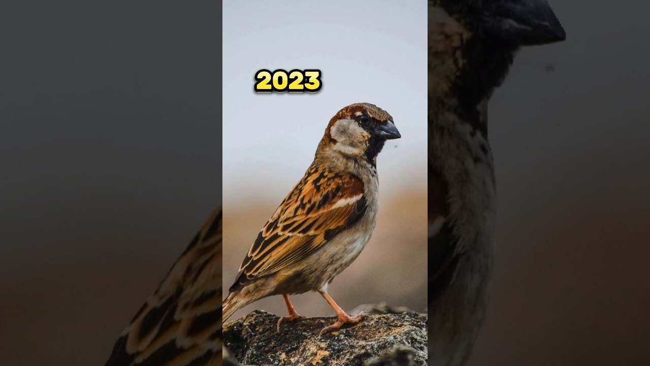 2023 Sparrow and 5000bce sparrow #animals #sparrow #shortvideo