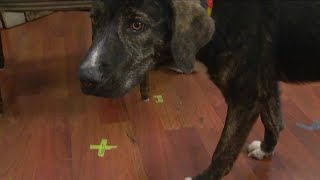 Angels of Assisi Pet of the Week:  Meet Clarissa!
