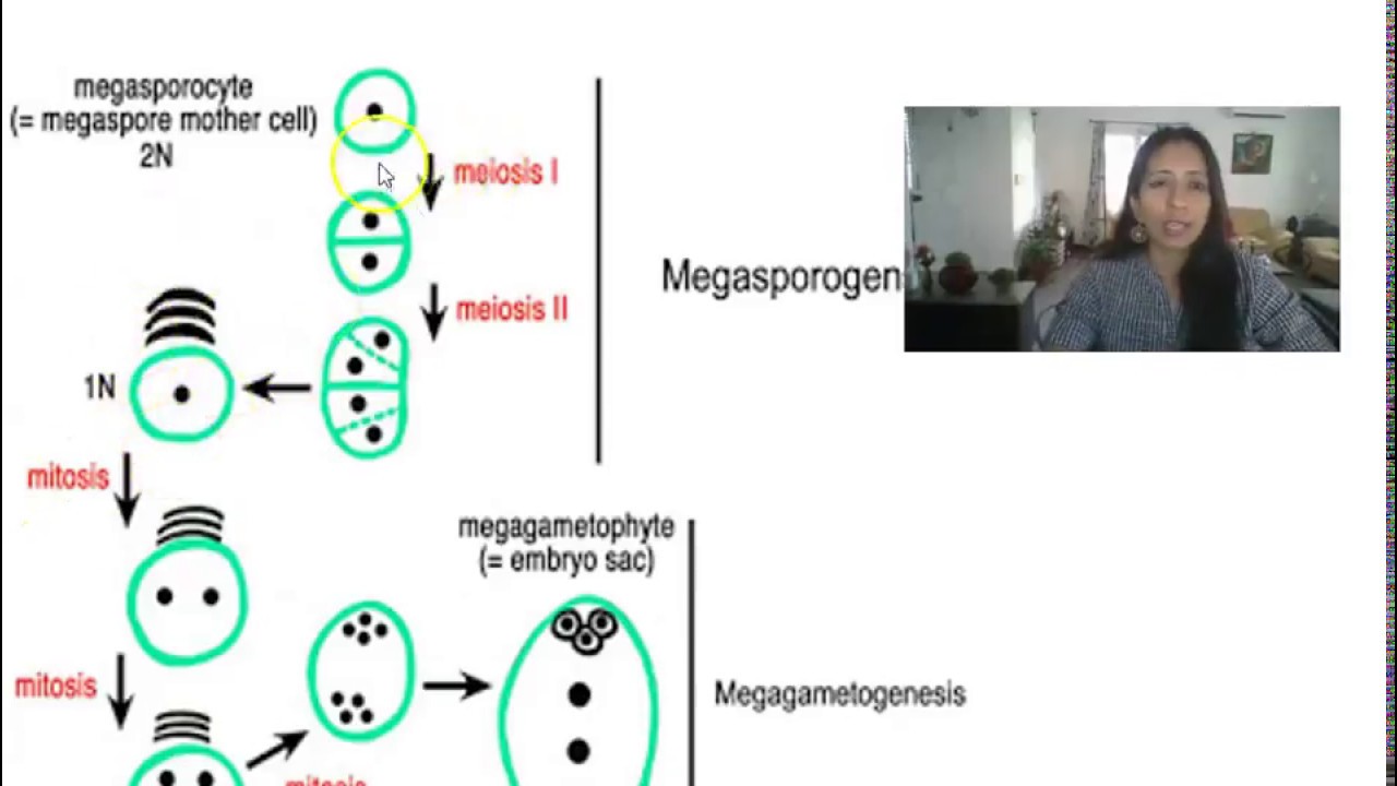 Megasporogenesis - YouTube